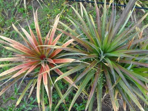 ABACA