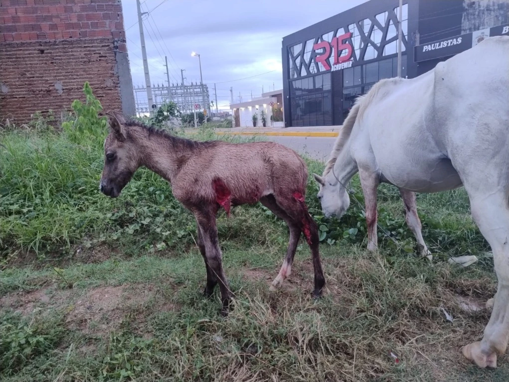 Absurdo: Cães ataca animal em plena via pública de Afogados da Ingazeira