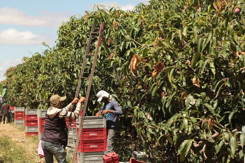 Banco do Nordeste conclui primeiros lotes da licitação do Agroamigo